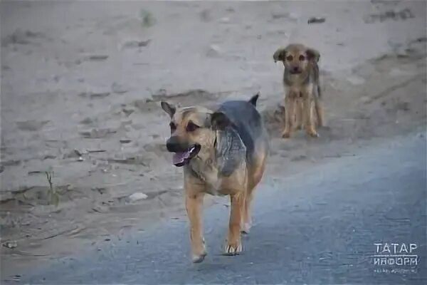 Контроль за собаками в Рыбной Слободе: обязательная регистрация