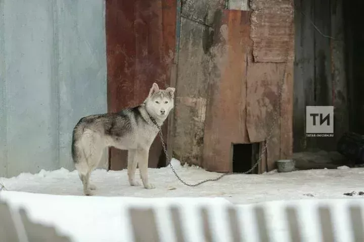 Обязательная регистрация собак в Рыбной Слободе для контроля животных