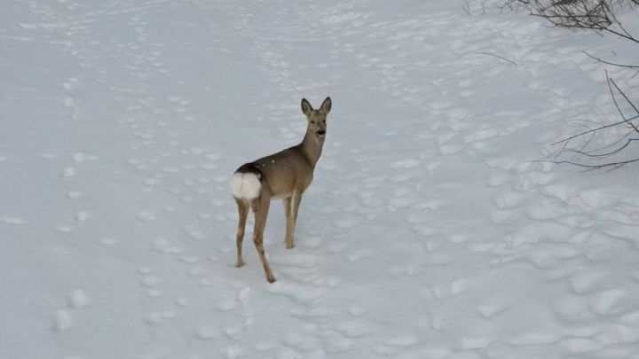 Зачем и как проводят перепись лесных животных в Татарстане