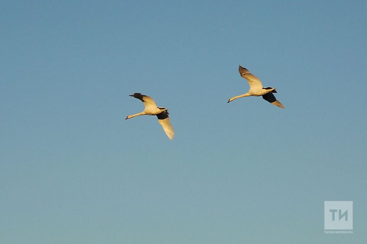 Вслед за грачами в Татарстан прилетели лесные голуби, жаворонки и скворцы