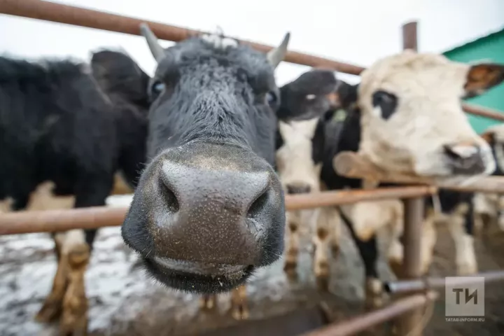В Татарстане состоится прямой эфир о болезнях животных и птиц