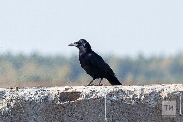 Яз килүен хәбәр итүче кош