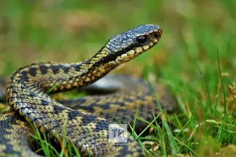 Змеи в Татарстане выходят из спячки: что нужно знать жителям