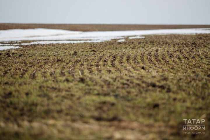 В Татарстане в девяти районах началась подкормка озимых