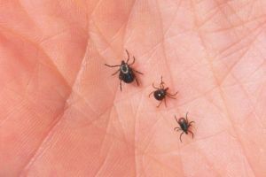 Как защититься от комаров: рекомендации Роспотребнадзора