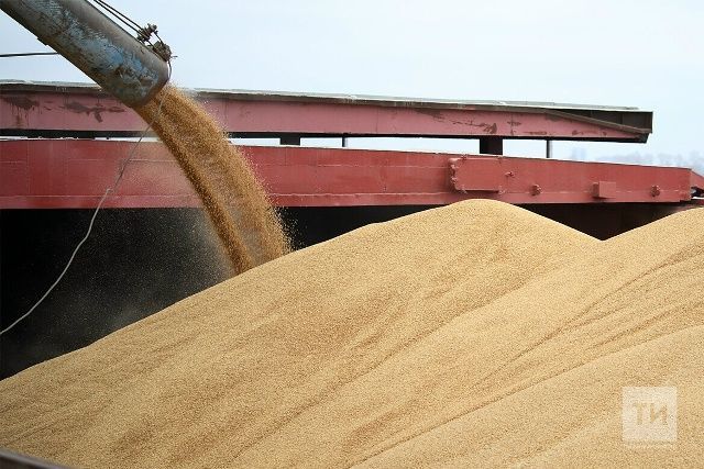 Подготовка к приемке нового урожая: планы и задачи