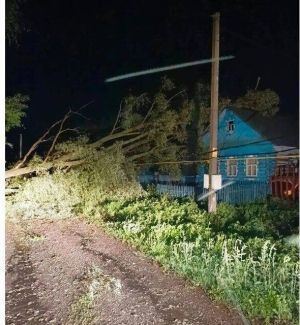 Татарстанның бер районында агач авып, ир-ат вафат булган