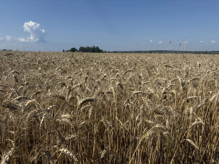 Как проходит уборочная кампания в Рыбно-Слободском районе